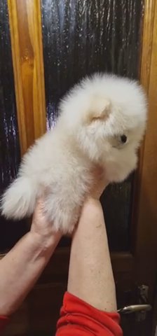 Gorgeous one of a kind high quality cream Pomeranian girl in London