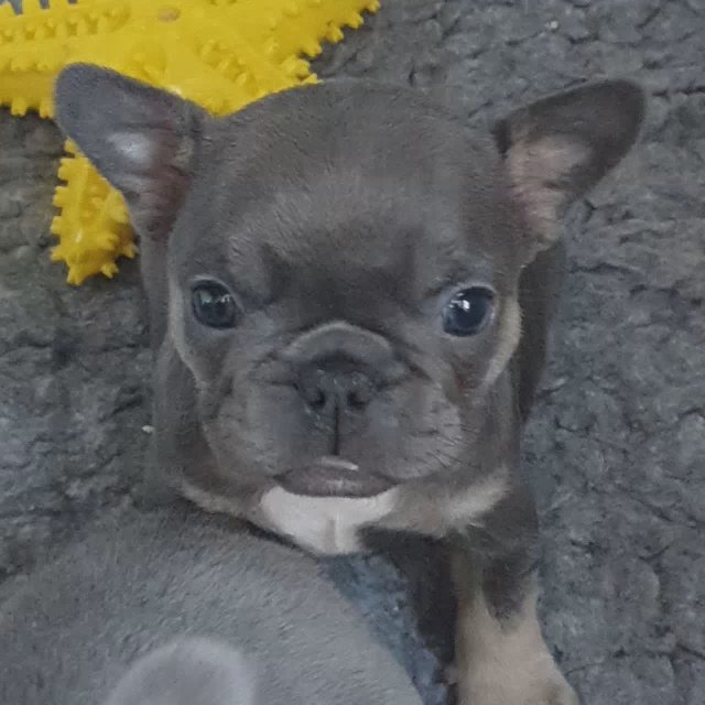 French Bulldog Pups For Sale in New Forest