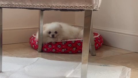 Beautiful Pomeranian boy looking for loving home in London