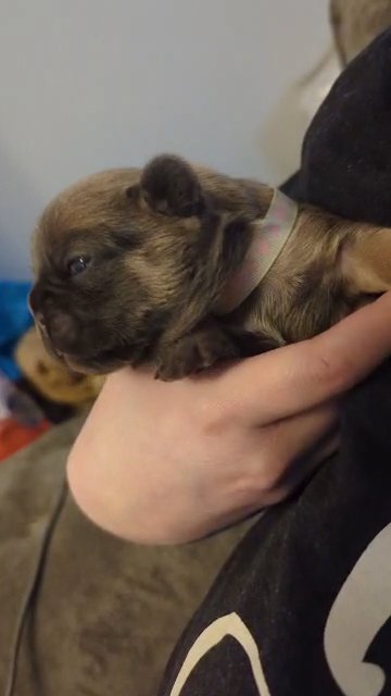 Beautiful KC French Bulldog Pups in Barnsley