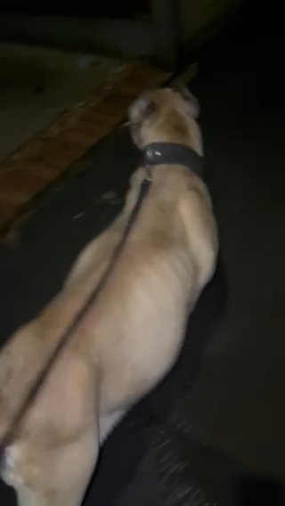 Cane Corso Girl in Nottingham