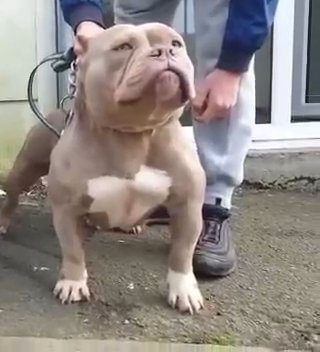 Female Pocket Bully in Rhondda Cynon Taf