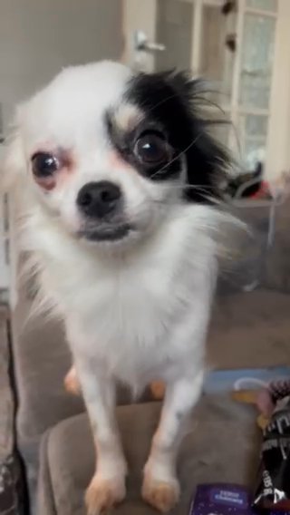 Chihuahua in Calderdale