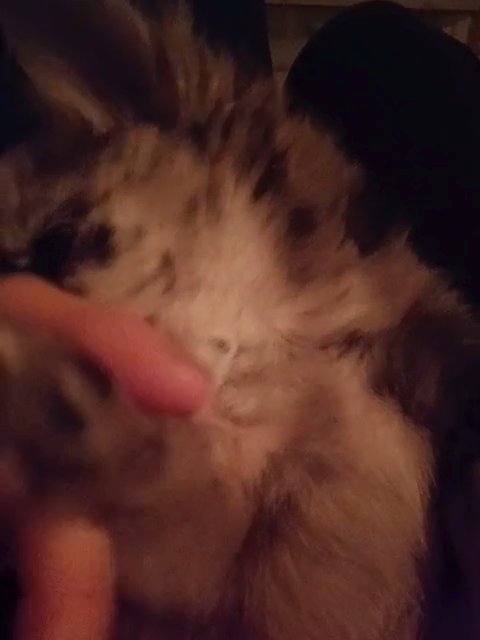Merle pomchi baby boy oreo in London