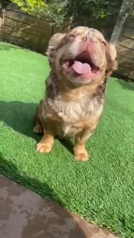 Nearly Working ROJO tan Merle Frenchie Male in Berkshire
