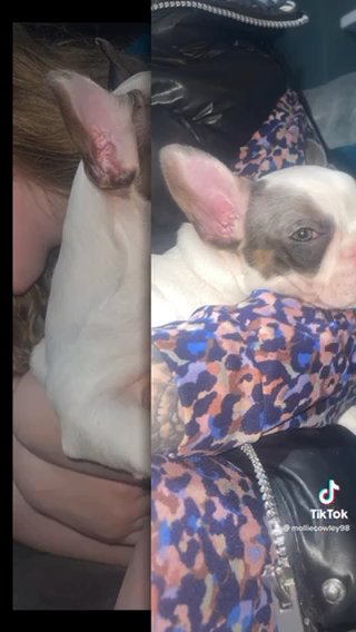 French Bulldog Puppy in Birmingham