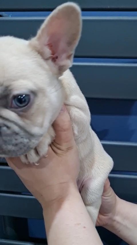 Frenchie for sale in Leeds