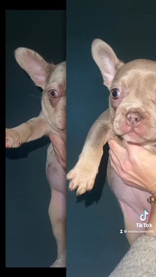 French Bulldog Puppies in Birmingham