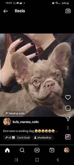 newshade isabella and tan visual fluffy female pup in Nottingham