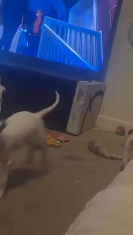 Last 2 Male Dalmatian Puppies in Bury