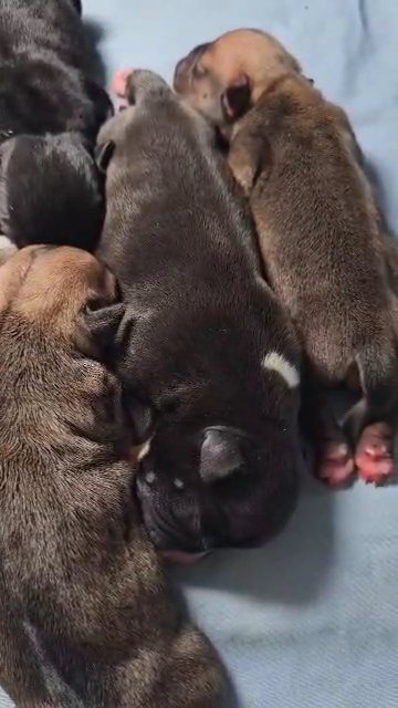 10 True American Micro/Pocket Bullies in Birmingham