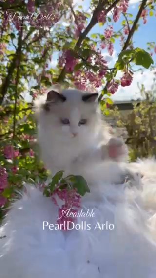 Seal Bicolour Ragdoll Male Kitten • Pearldolls in Lincoln
