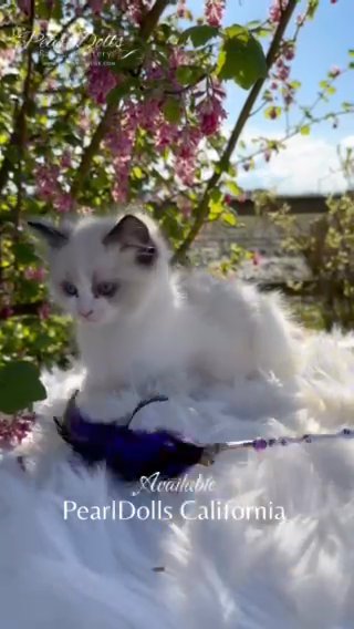 Seal Bicolour GCCF Registered Ragdoll Kitten • PearlDolls in Lincoln