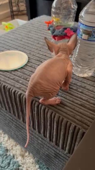 Sphynx Kittens in Liverpool