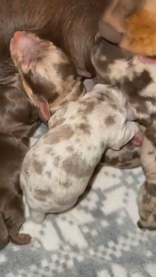 Kc Reg Miniature Dachshund Pup in Bradford
