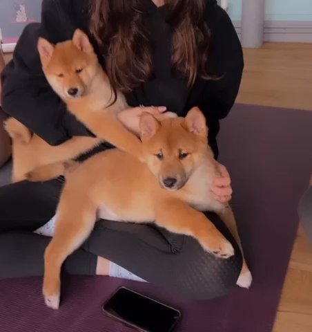 Ready to Go! 1 X Shiba-Inu Puppy in Birmingham