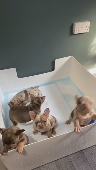 French Bulldog Pups in Birmingham