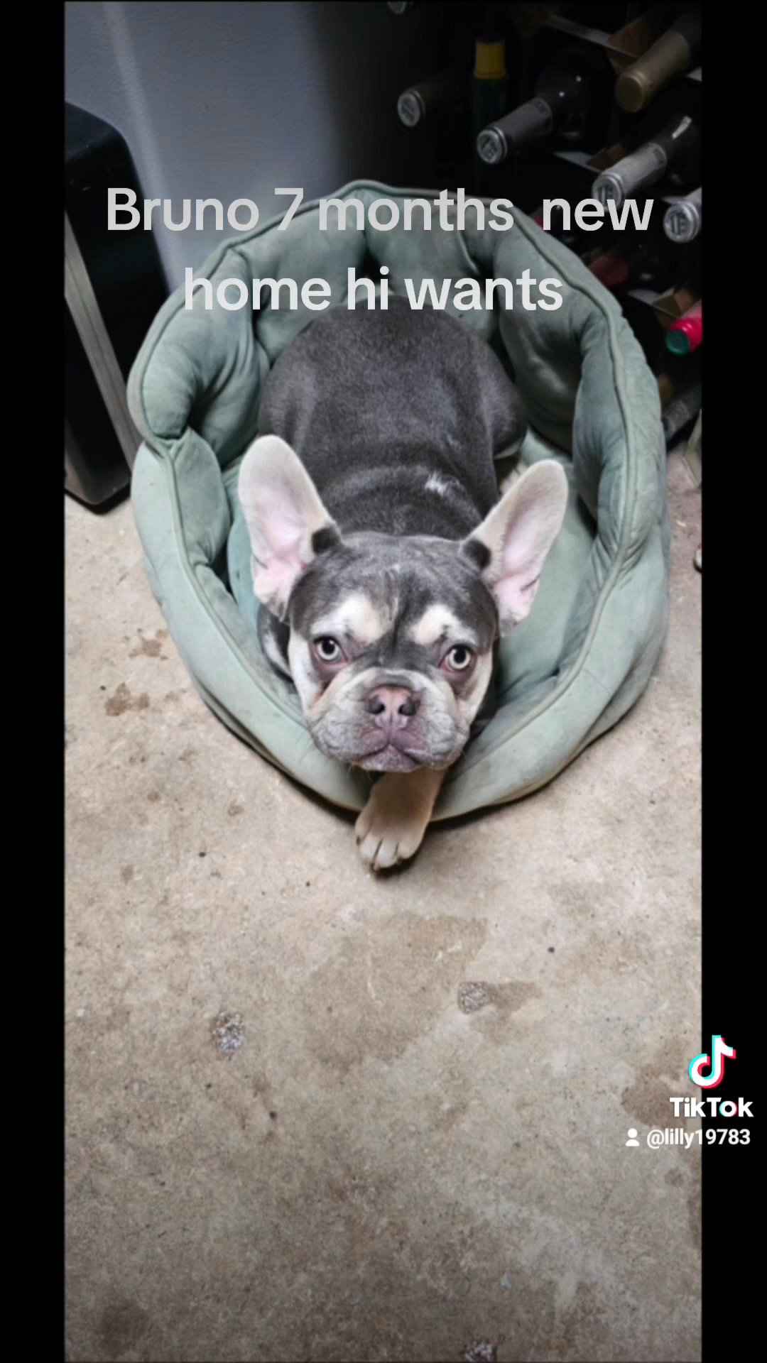 French bulldog in Wolverhampton