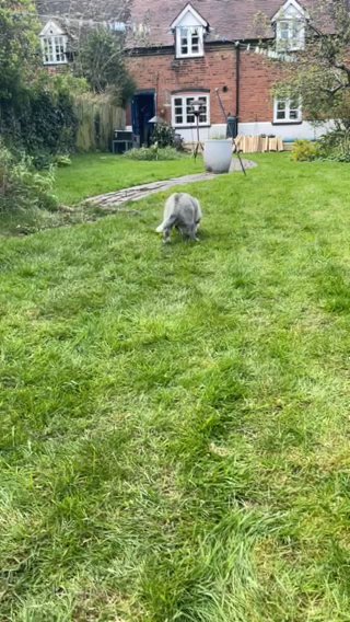 Kc Siberian huskies in Birmingham