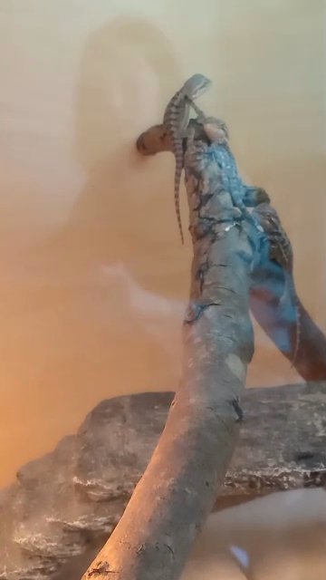 Babies bearded dragons in Sheffield