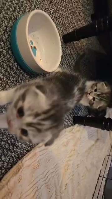 siberian kitten in North West Leicestershire