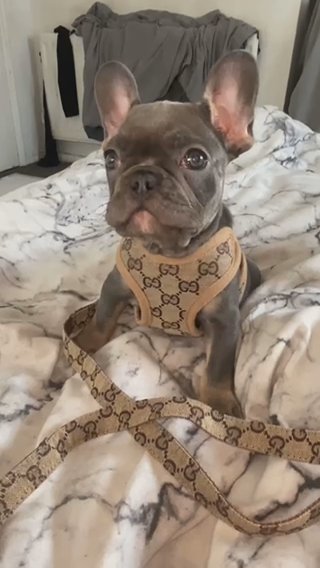 Male KC French Bulldog Pup in Staffordshire