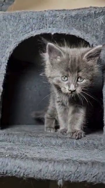 Mainecoon Angora in Glasgow