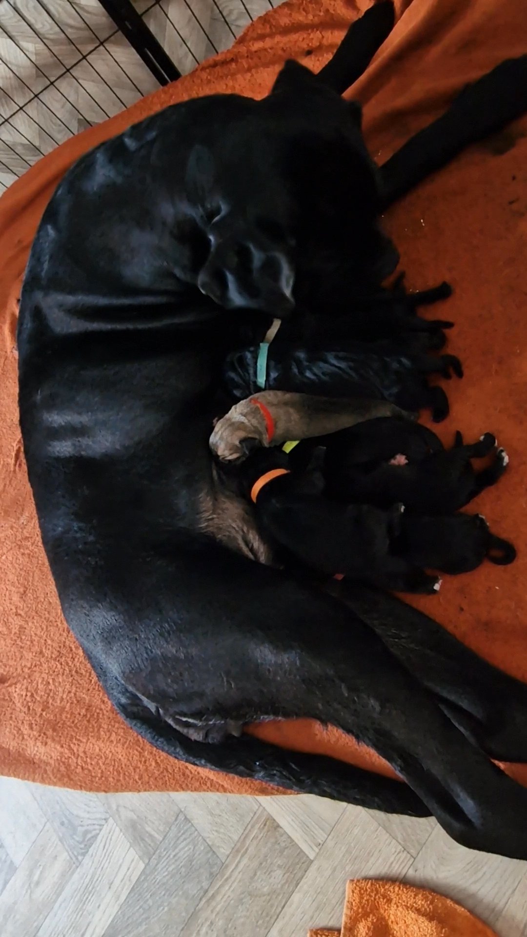stunning cane corso puppies in Norwich