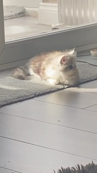 Gorgeous Kitty Girl - Persian Chinchilla in Bradford