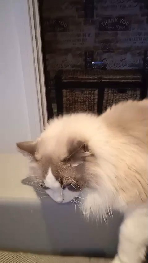 Pedigree 2 y old Bluebicolor Ragdoll Cat available in London