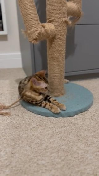 Bengal Kittens For Sale in London