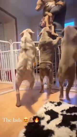 Show Quality American Bully Pups For Sale in Belfast