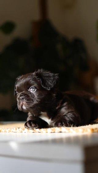 BEAUTIFUL FRENCH BULLDOGS LOOKING FOR THEIR FOREVER 5* HOMES!!! in Birmingham