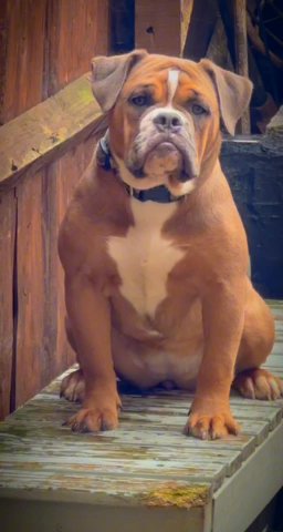 Olde English Bulldog Female Pup in London