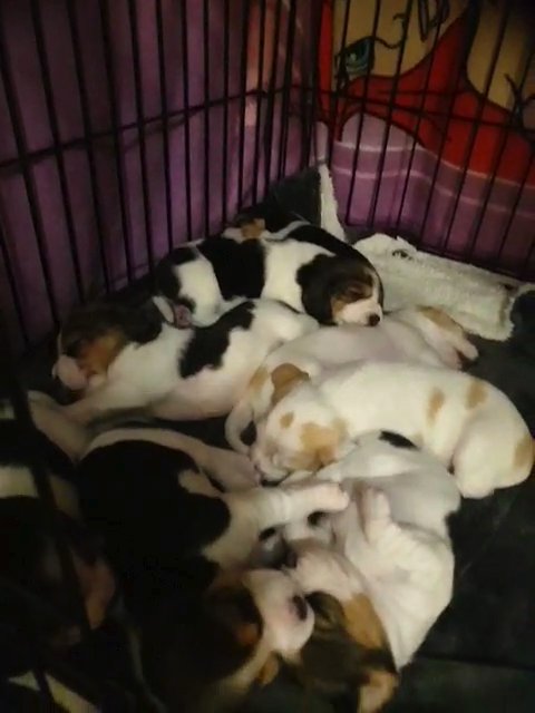 Beautiful Beagle puppies??? in Milton Keynes