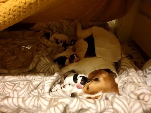 Beagle puppies for sale in Milton Keynes