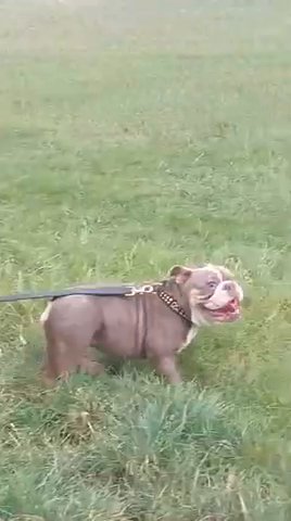 KC English Bulldog Female 2 Years And 6 Months Old Intact Never Bred From in Kent