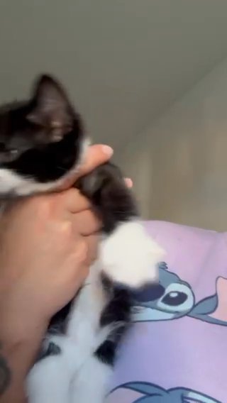 FEMALE KITTEN READY TO GO ? in London