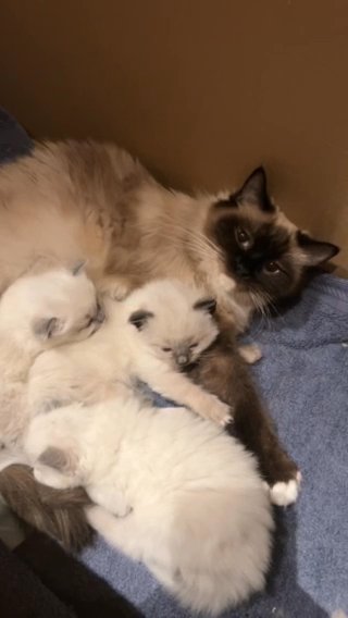 3 Boy Ragdoll Kittens in Edinburgh