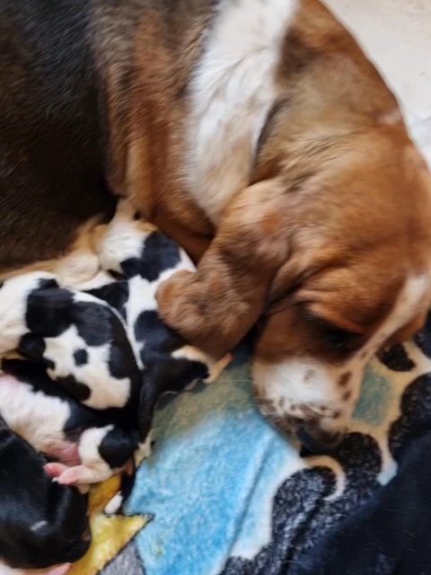 Gorgeous Litter of Basset Hounds in Leeds