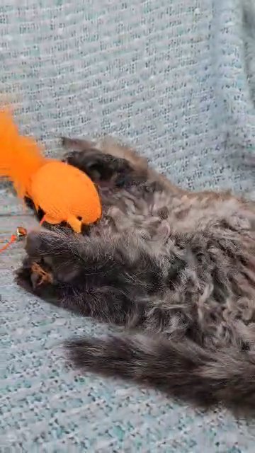 Maine Coon Kittens in Blackburn with Darwen
