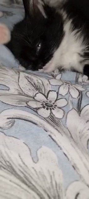 WONDERFUL KITTENS FOR SALE in London