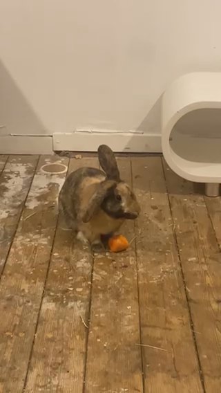 Rabbit in Glasgow