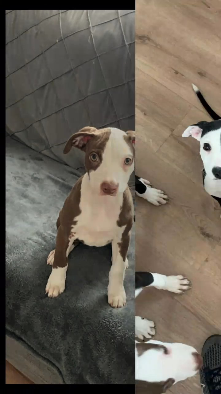 puppies for sale in Cardiff