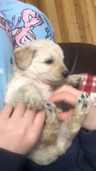 6 Golden Doodle Puppies, Male in Newcastle upon Tyne