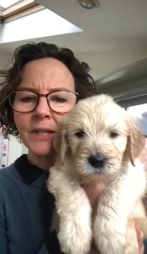F2 Golden Doodle in Newcastle upon Tyne