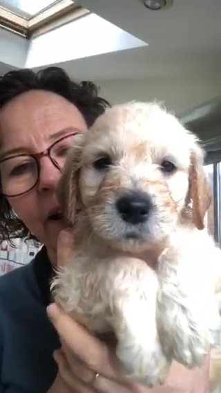 Golden Doodle in Newcastle upon Tyne