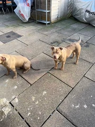 2 bully pups free to good home! in Kirklees