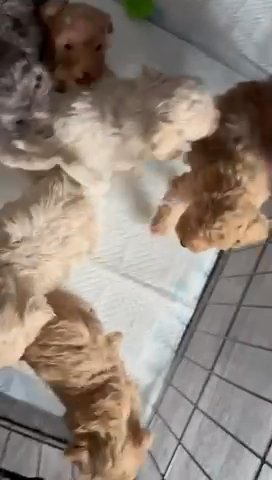 Puppy Toy Poodles in Hertfordshire