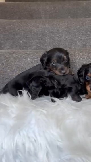 KC REG Long Haired Miniature dachshund babies. in Wolverhampton
